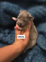 Liberty, a female Italian Greyhound for sale in Parsons, KS – 1 of 1