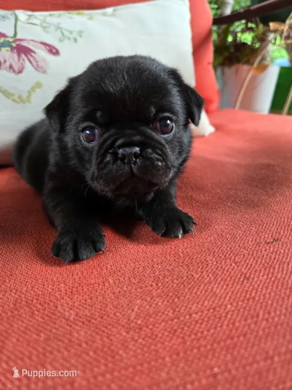 Tulip – Pug puppy for sale in Parsons, KS