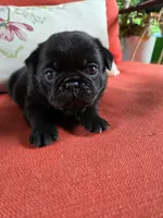 Tulip, a female Pug for sale in Parsons, KS – 1 of 1