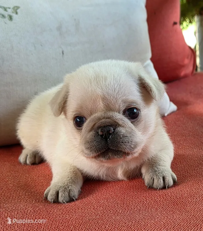 Iris  – Pug puppy for sale in Parsons, KS