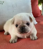 Iris , a female Pug for sale in Parsons, KS – 1 of 1
