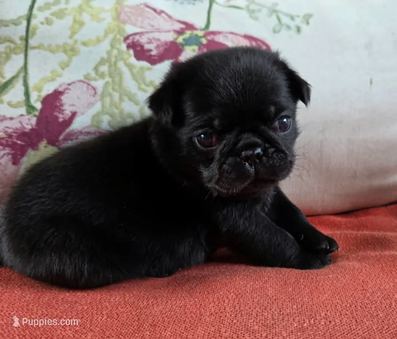 Lilly – Pug puppy for sale in Parsons, KS