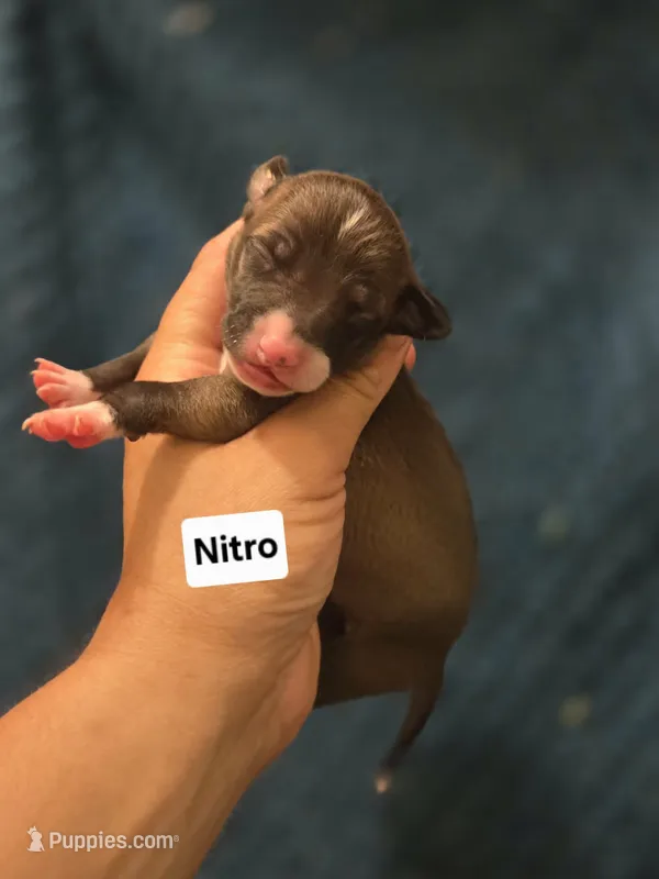 Nitro – Italian Greyhound puppy for sale in Parsons, KS
