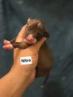 Nitro, a male Italian Greyhound for sale in Parsons, KS – 1 of 1