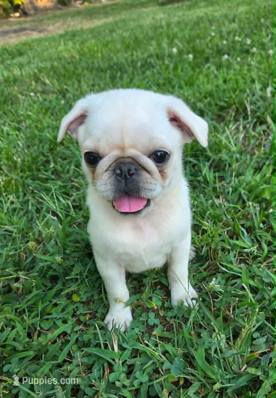Iris  – Pug puppy for sale in Parsons, KS
