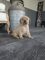Aspen, a female Labrador Retriever for sale in Canon City, CO – 2 of 5