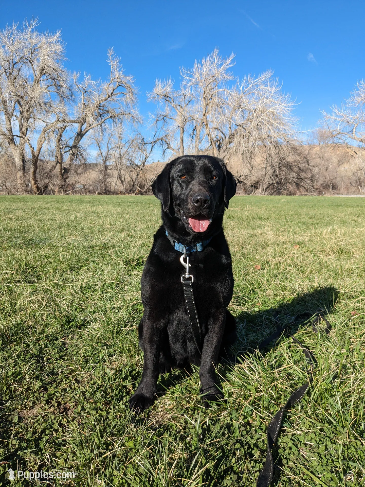 Carmody, a male Labrador Retriever for sale in Canon City, CO – Photo 3 of 6