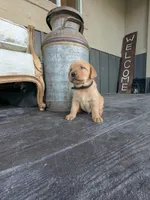 Clifford, a male Labrador Retriever for sale in Canon City, CO – 3 of 5