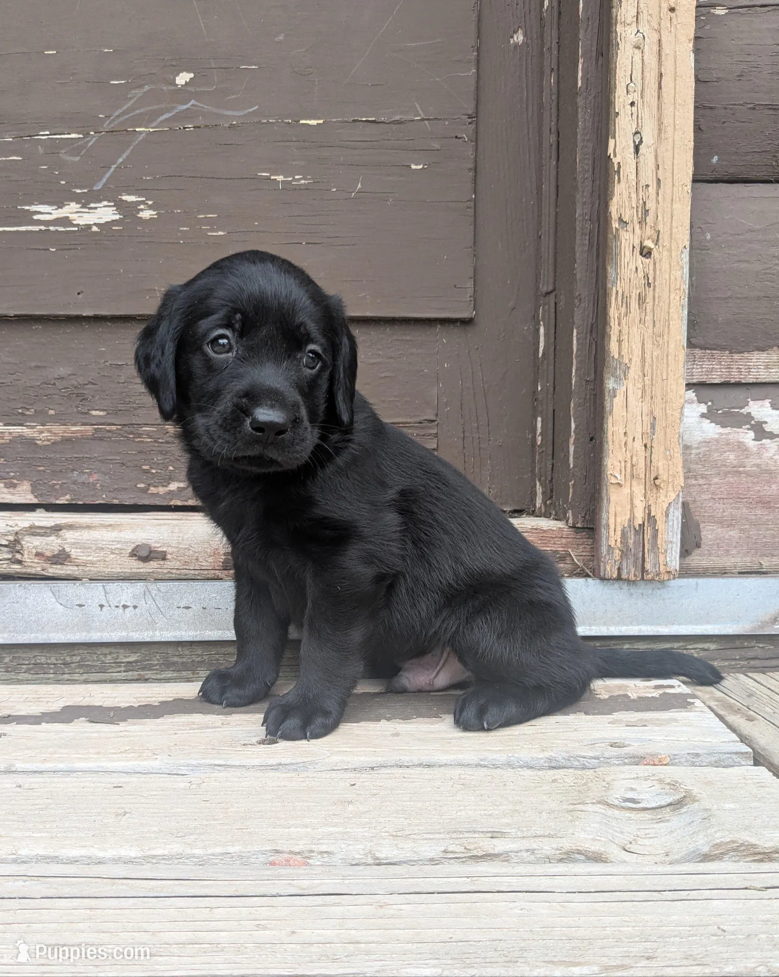 Jenny – Labrador Retriever puppy for sale in Canon City, CO
