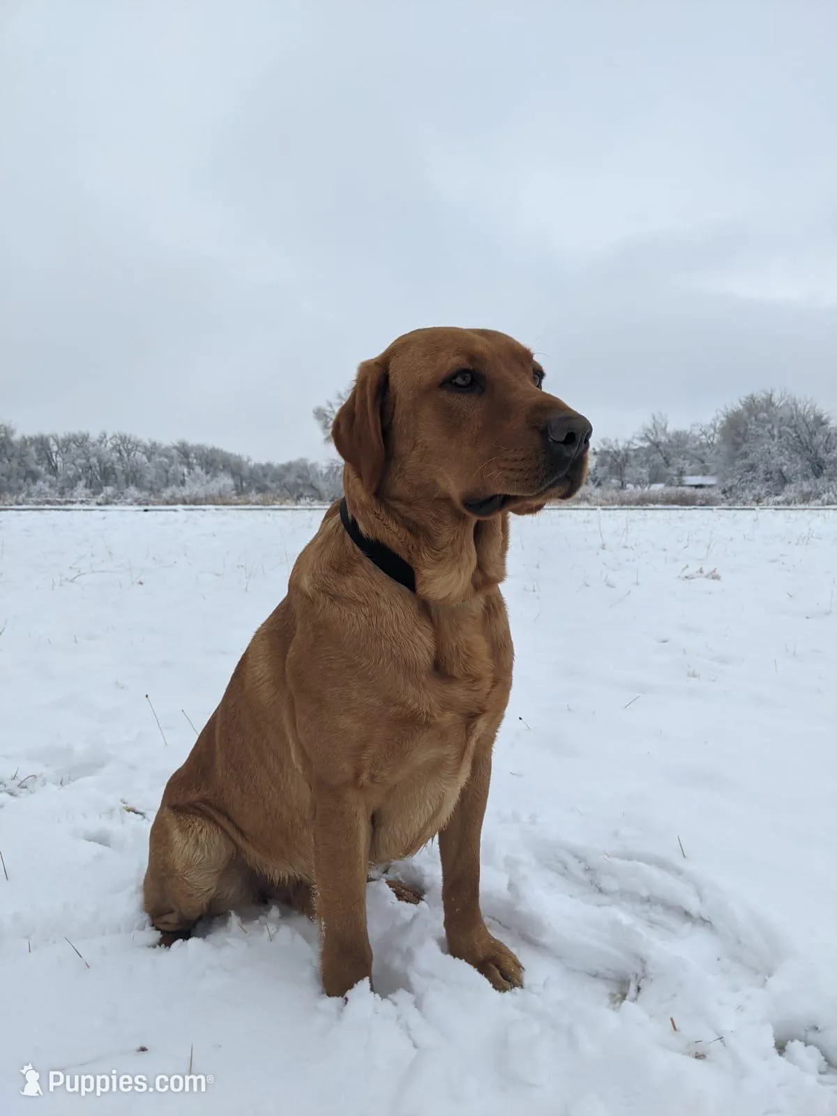 Siegfried, a male Labrador Retriever for sale in Canon City, CO – Photo 3 of 6