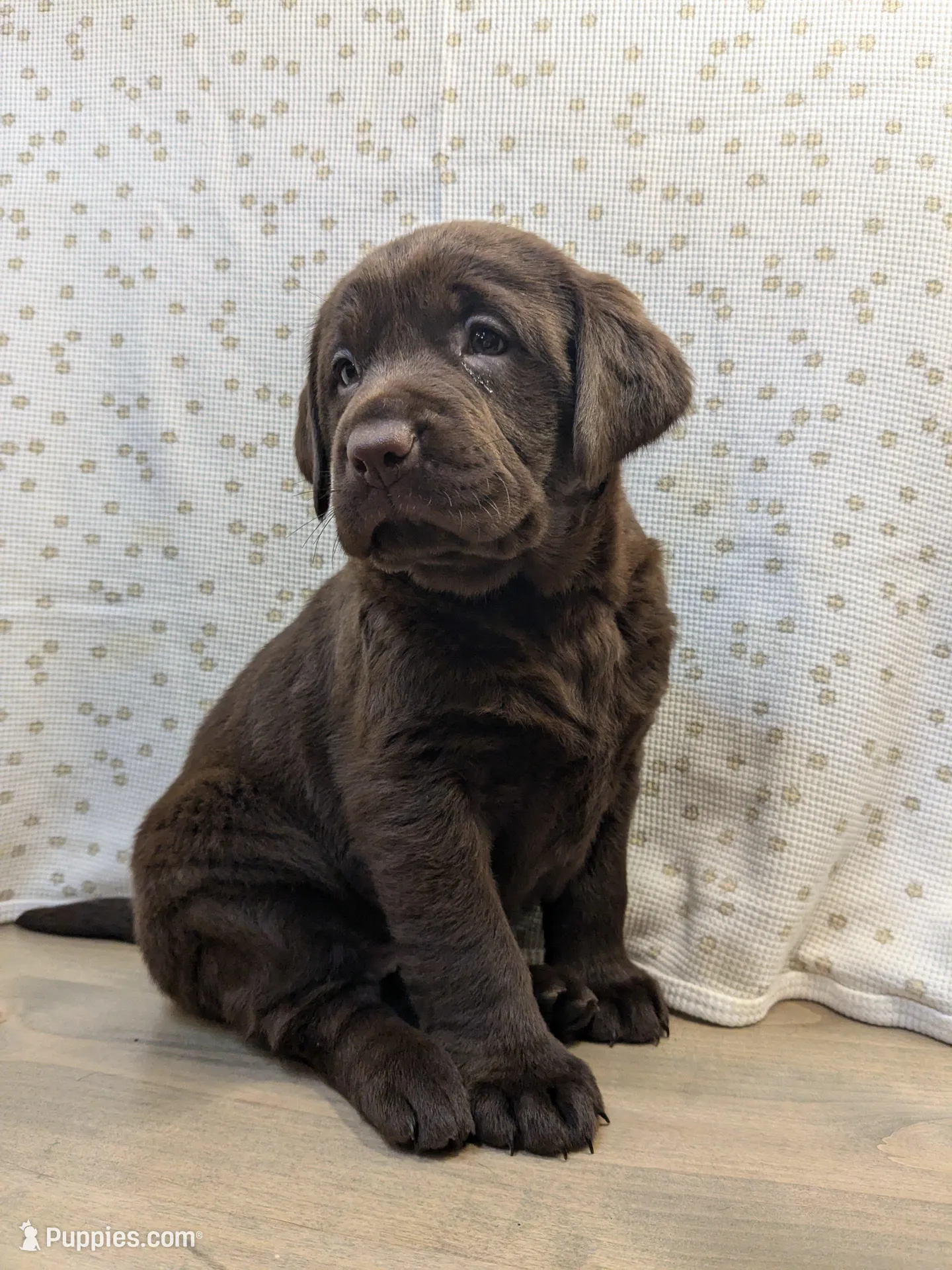 Siegfried, a male Labrador Retriever for sale in Canon City, CO – Photo 2 of 6