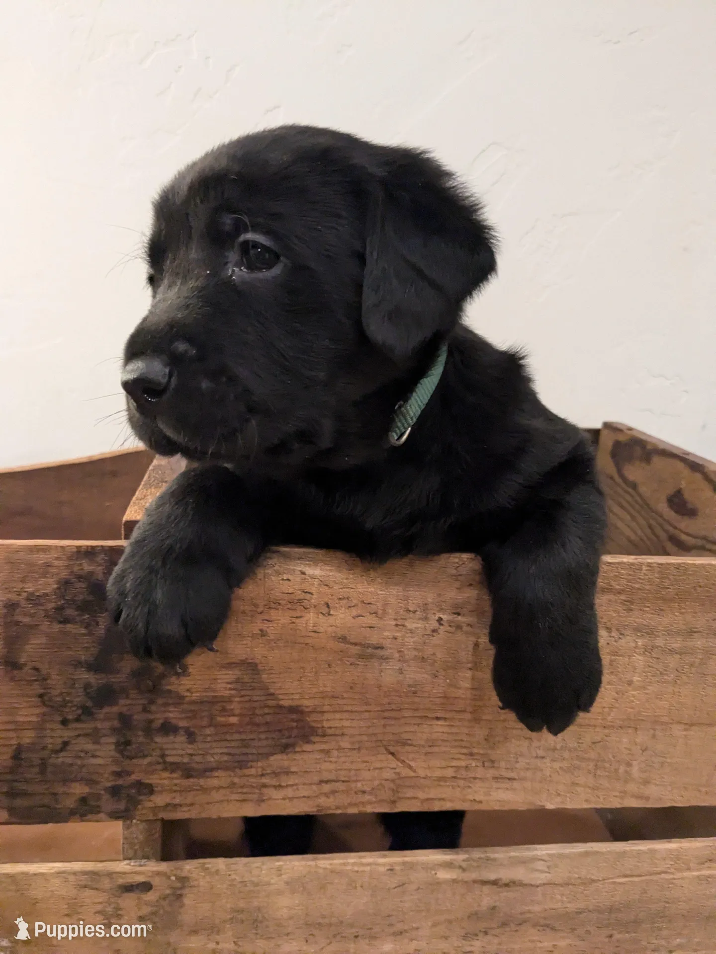 Carmody, a male Labrador Retriever for sale in Canon City, CO – Photo 2 of 6