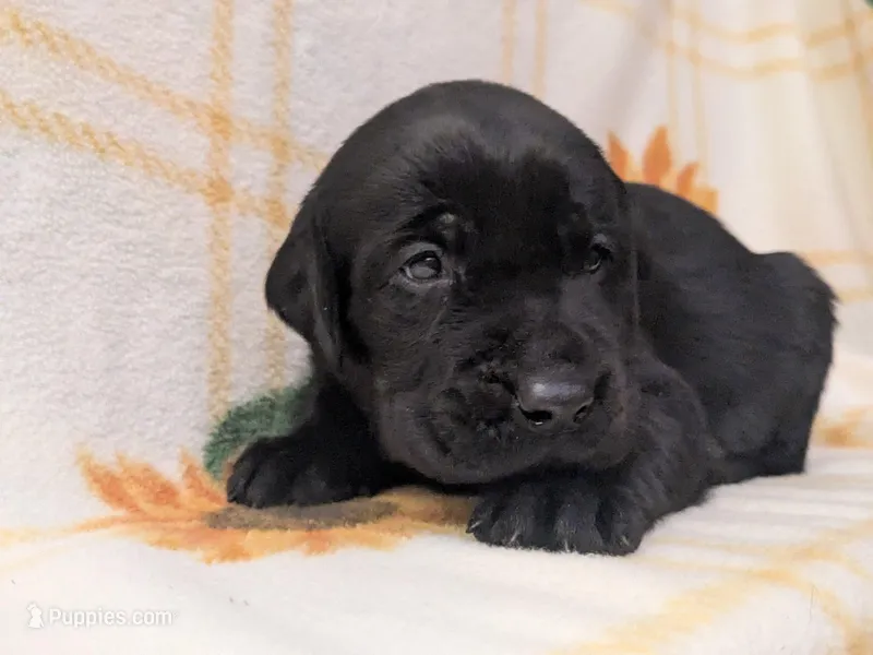 Harriot – Labrador Retriever puppy for sale in Canon City, CO