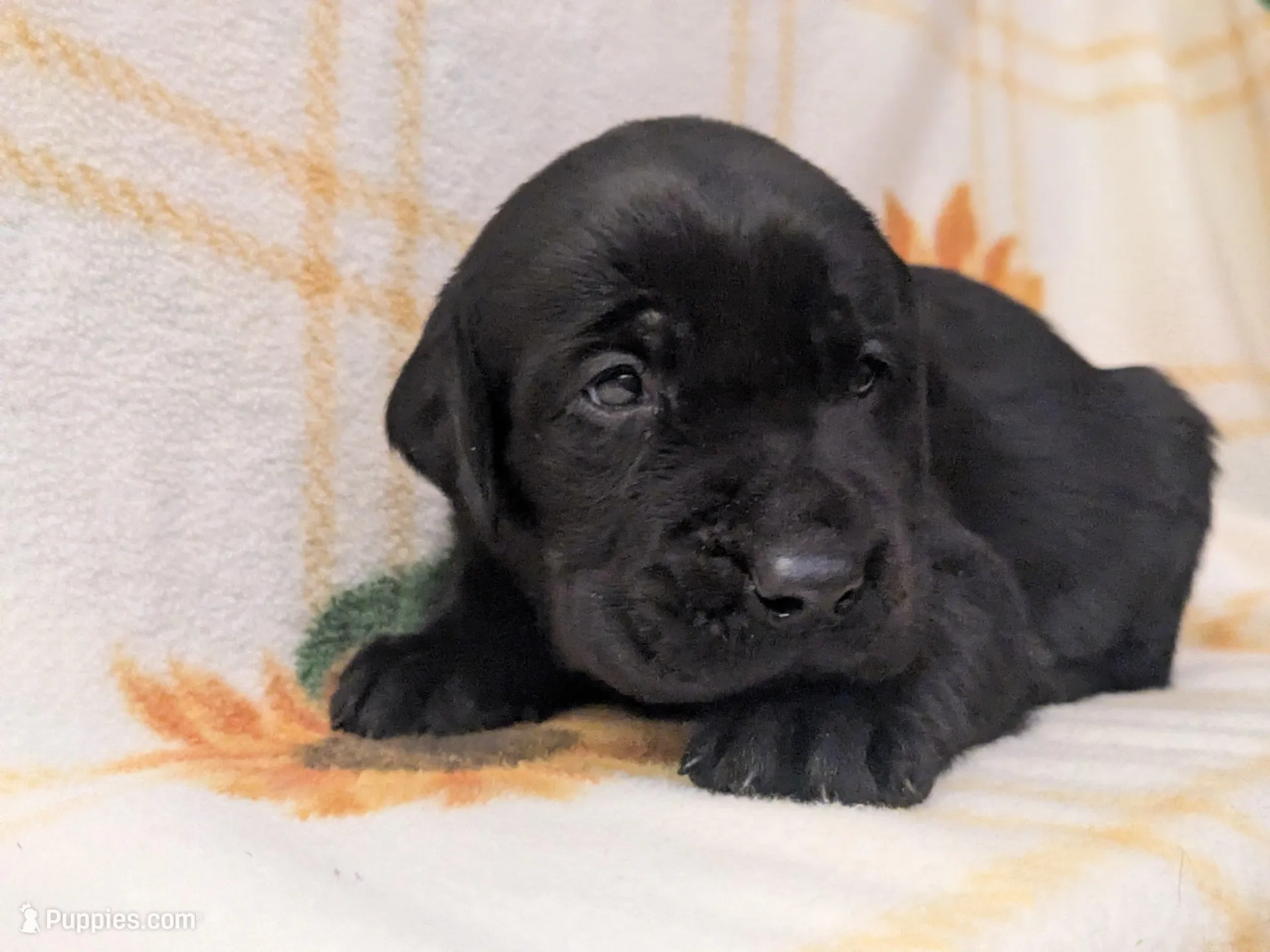 Harriot, a male Labrador Retriever for sale in Canon City, CO – 1 of 8