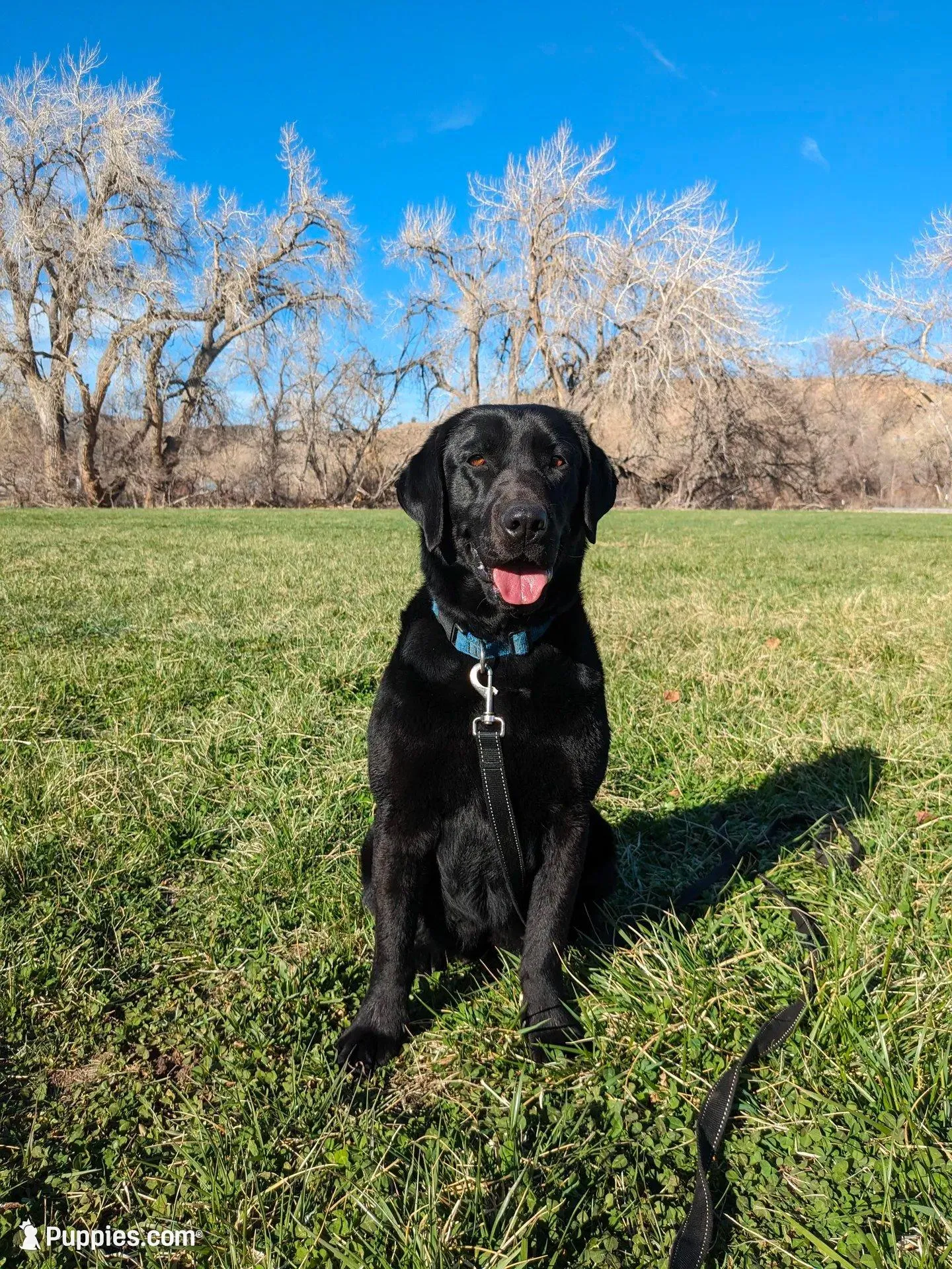 Harriot, a male Labrador Retriever for sale in Canon City, CO – Photo 3 of 6