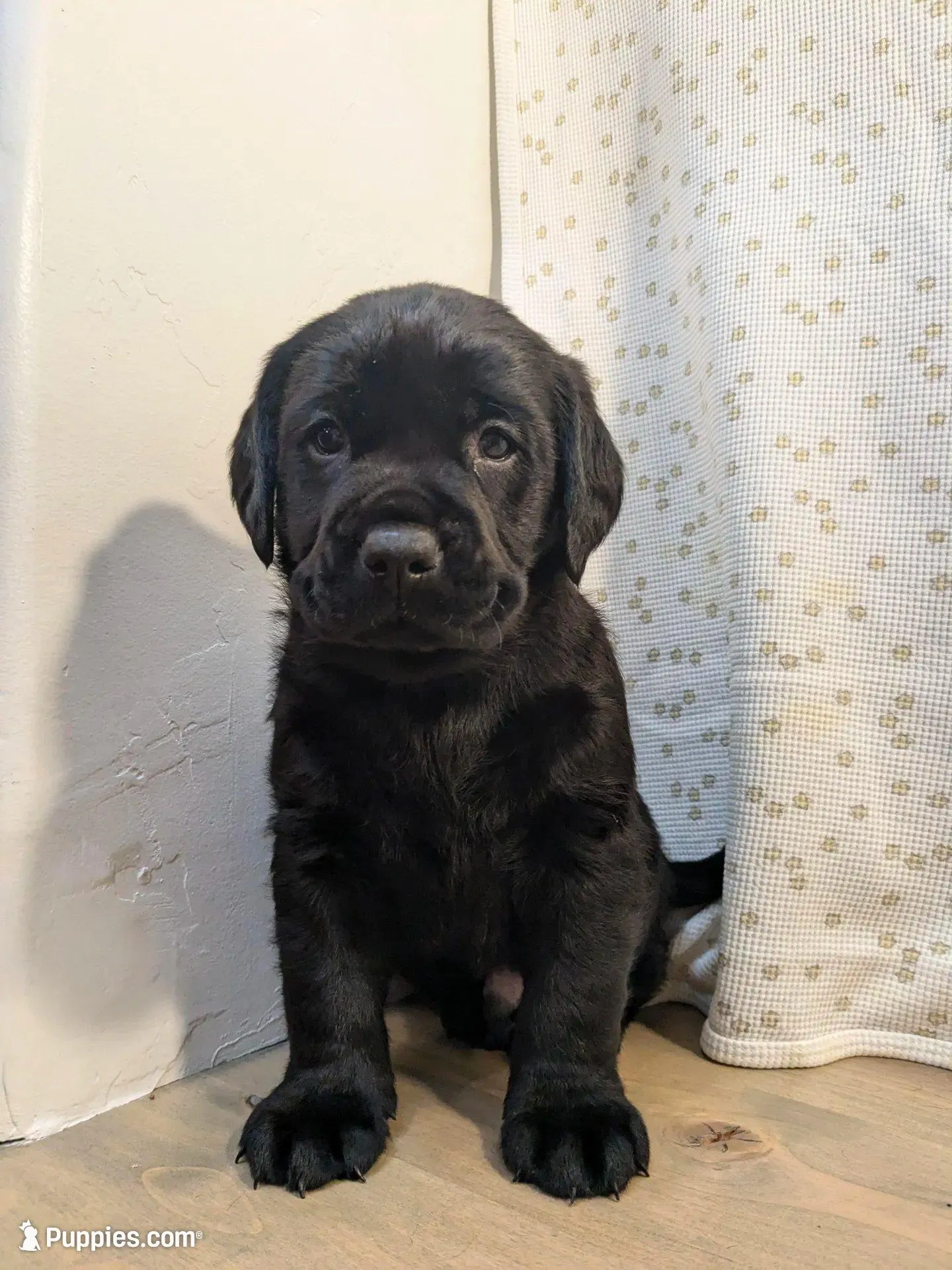 Harriot – Labrador Retriever puppy for sale in Canon City, CO