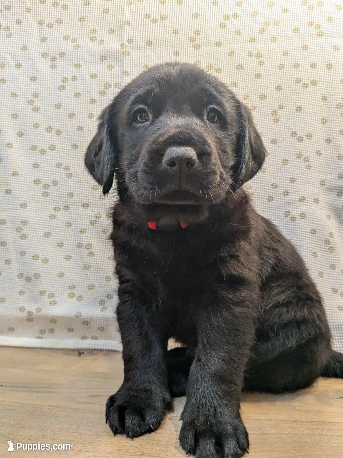 Harriot, a male Labrador Retriever for sale in Canon City, CO – Photo 2 of 6