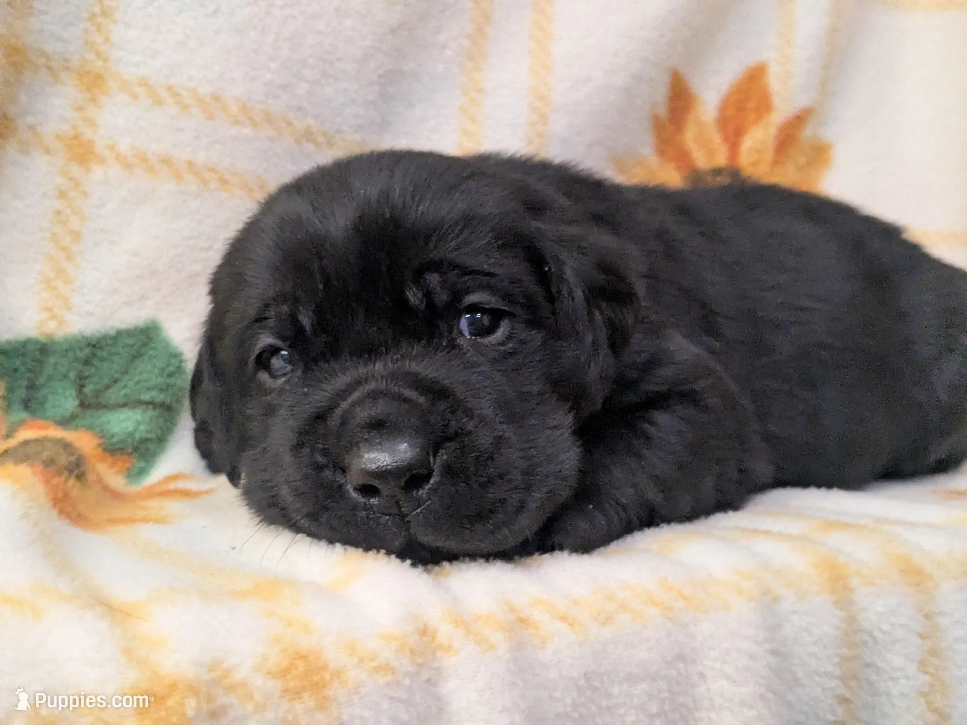 Harriot, a male Labrador Retriever for sale in Canon City, CO – 4 of 8