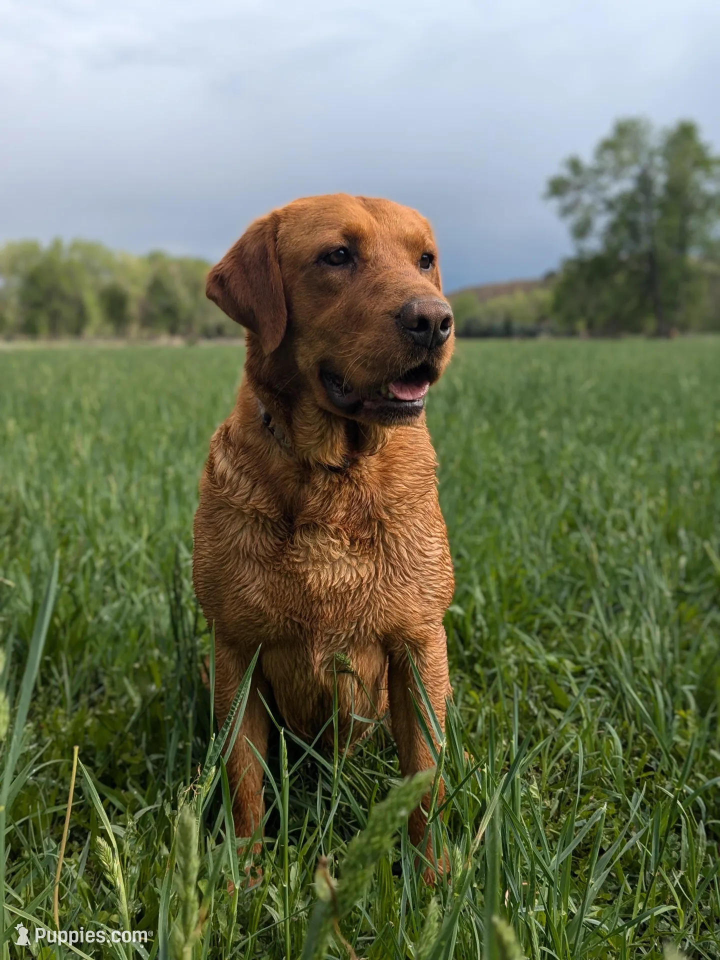 Carmody, a male Labrador Retriever for sale in Canon City, CO – Photo 5 of 6
