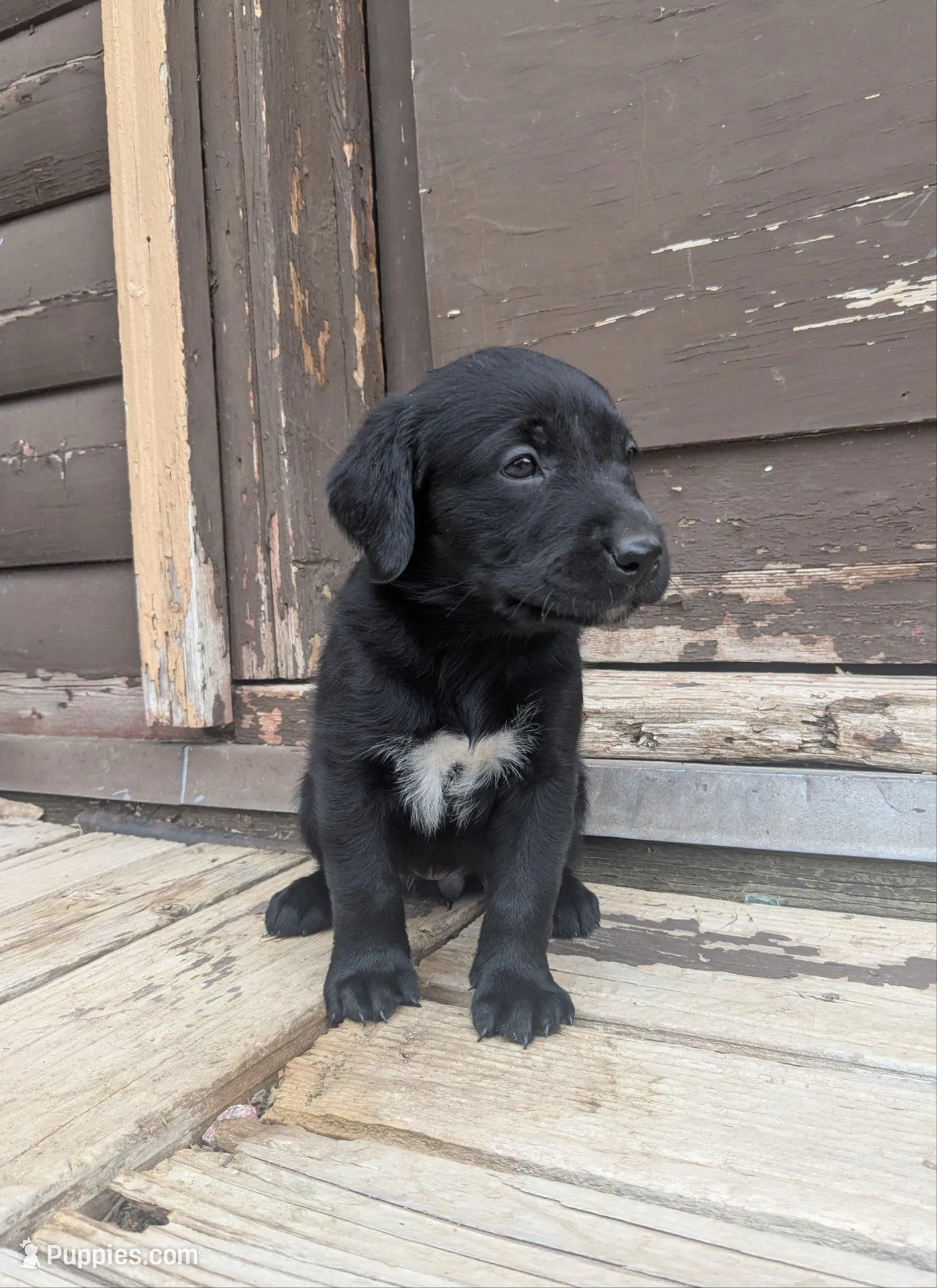 Tristan – Labrador Retriever puppy for sale in Canon City, CO