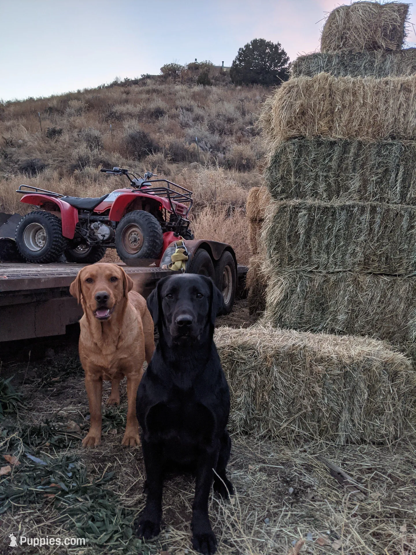 Carmody, a male Labrador Retriever for sale in Canon City, CO – Photo 6 of 6