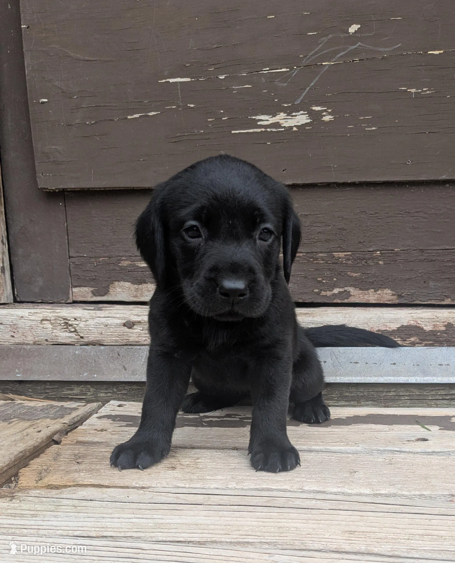 Jenny, a female Labrador Retriever for sale in Canon City, CO – Photo 2 of 6