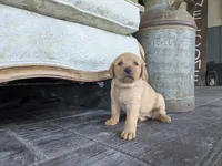 Aurora, a female Labrador Retriever for sale in Canon City, CO – 4 of 5