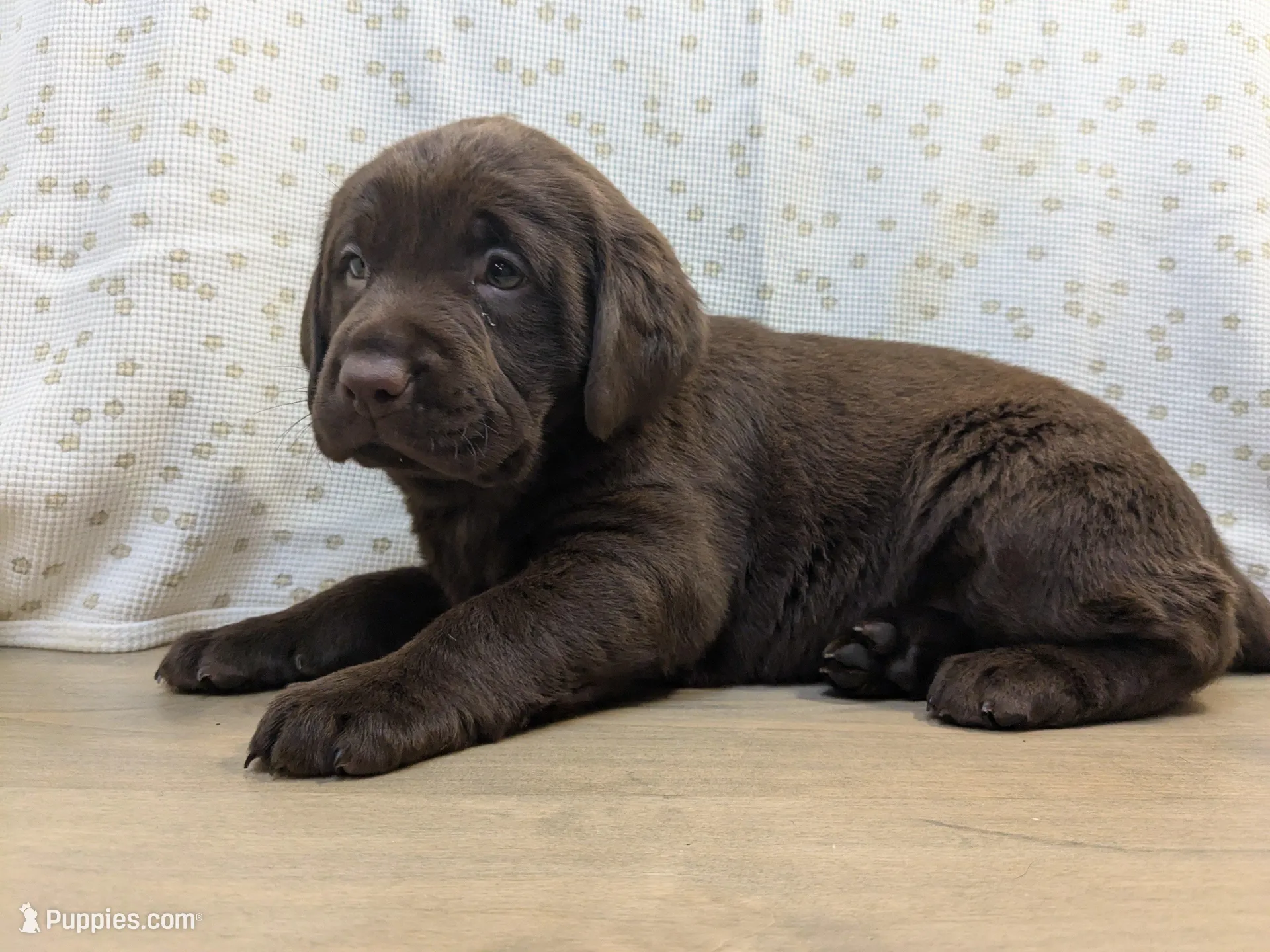 Maggie – Labrador Retriever puppy for sale in Canon City, CO