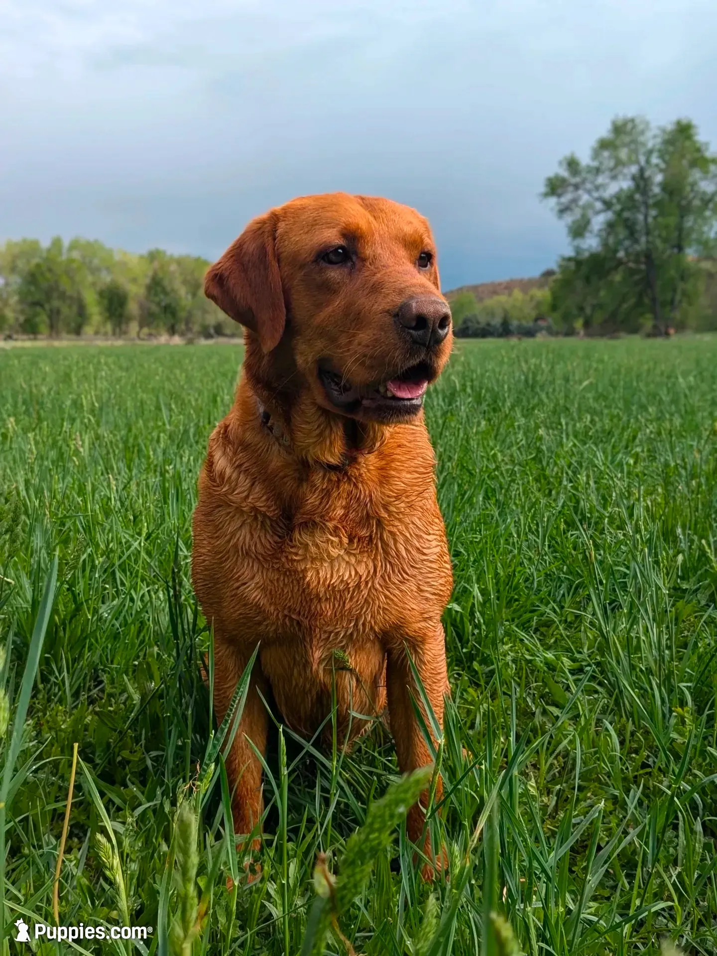 Aurora, a female Labrador Retriever for sale in Canon City, CO – 1 of 2