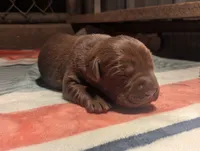 Maggie, a female Labrador Retriever for sale in Canon City, CO – 7 of 8