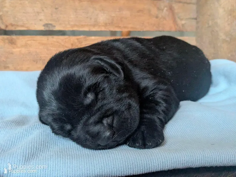 Jenny – Labrador Retriever puppy for sale in Canon City, CO