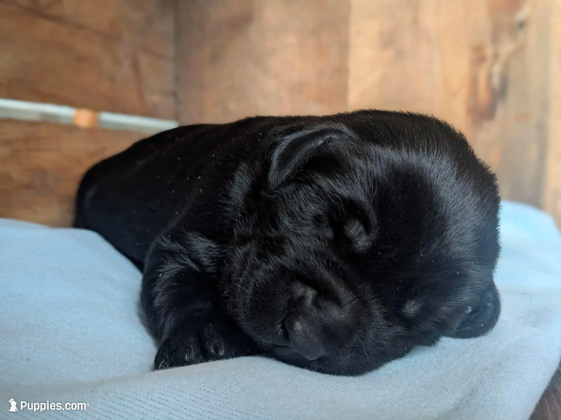 Jenny, a female Labrador Retriever for sale in Canon City, CO – 2 of 8