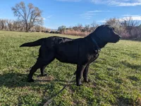 Siegfried, a male Labrador Retriever for sale in Canon City, CO – 6 of 7