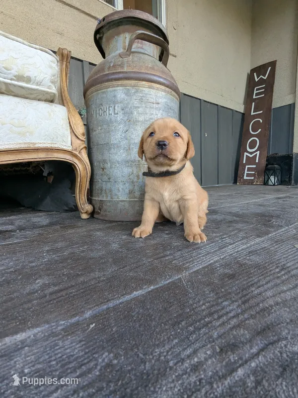 Clifford – Labrador Retriever puppy for sale in Canon City, CO