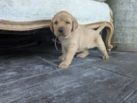 Aurora, a female Labrador Retriever for sale in Canon City, CO – 3 of 5
