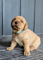 Rifle, a male Labrador Retriever for sale in Canon City, CO – 1 of 5