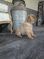 Aspen, a female Labrador Retriever for sale in Canon City, CO – 3 of 5