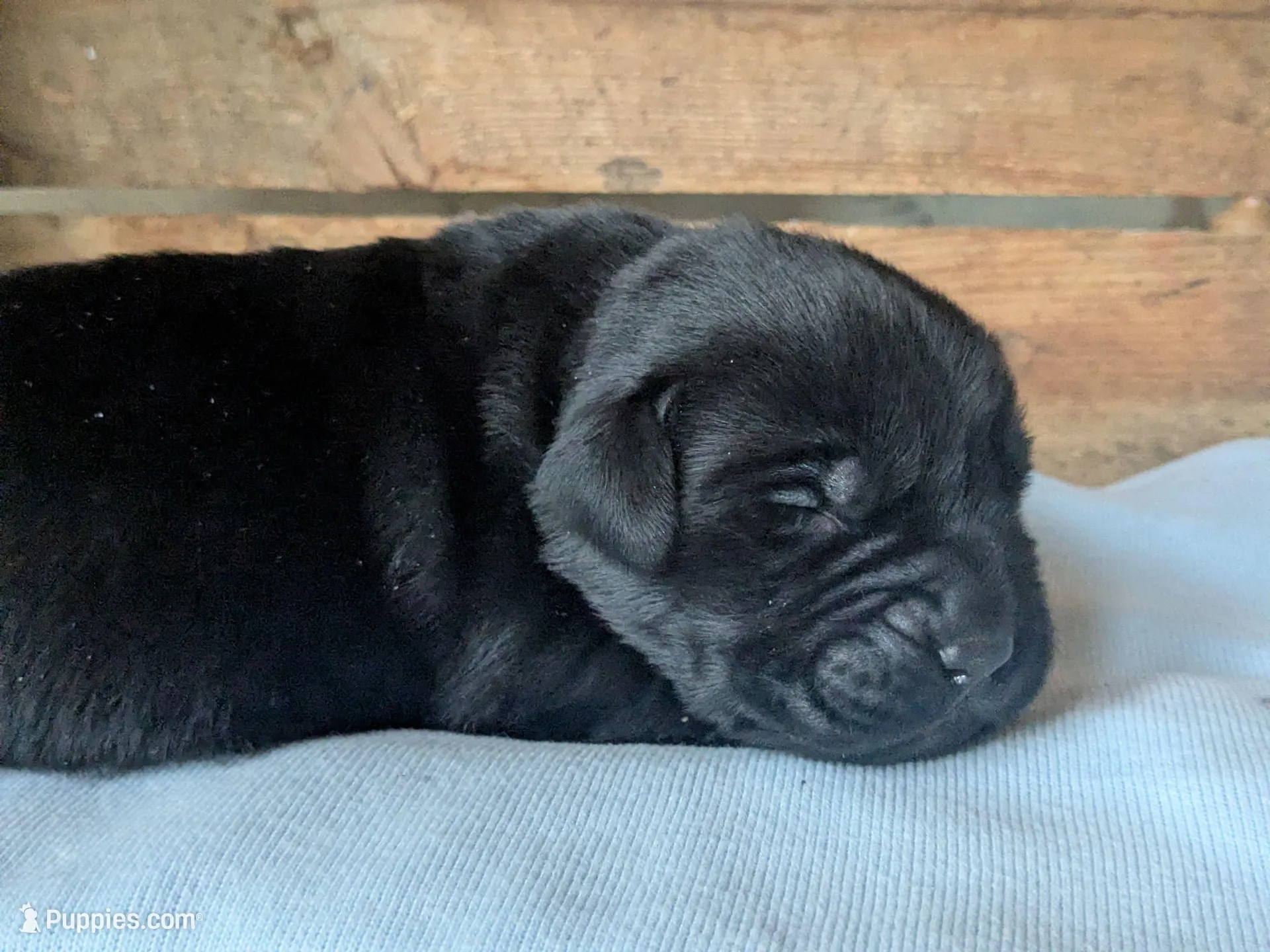 Tristan, a male Labrador Retriever for sale in Canon City, CO – 1 of 9