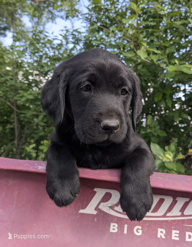 Jenny – Labrador Retriever puppy for sale in Canon City, CO