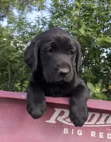 Jenny, a female Labrador Retriever for sale in Canon City, CO – 1 of 7