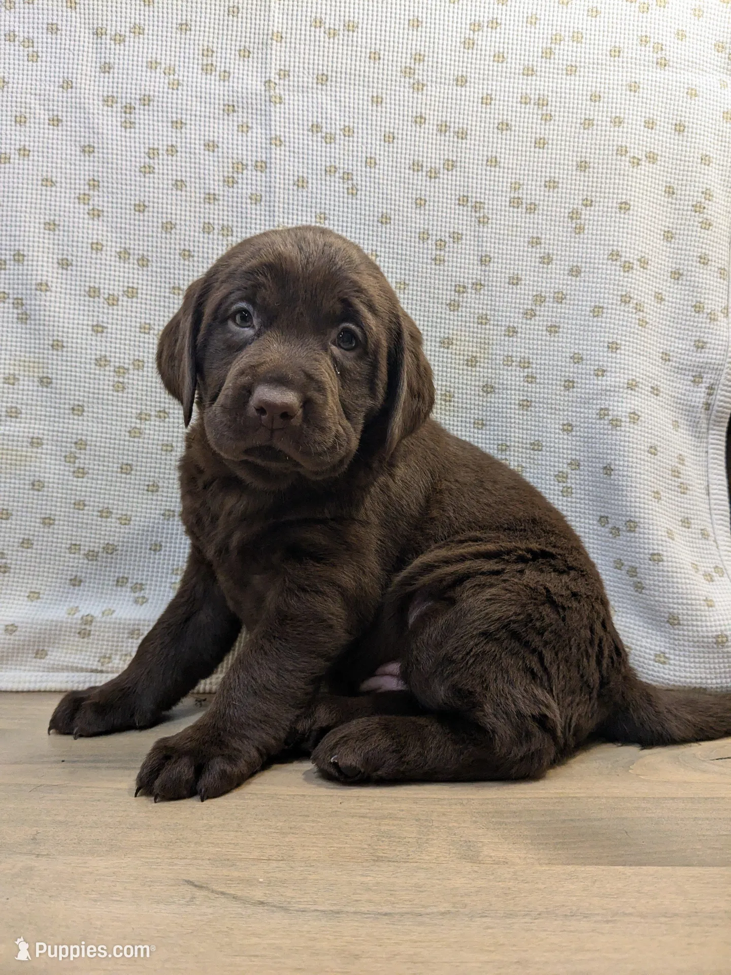 Maggie, a female Labrador Retriever for sale in Canon City, CO – Photo 2 of 6