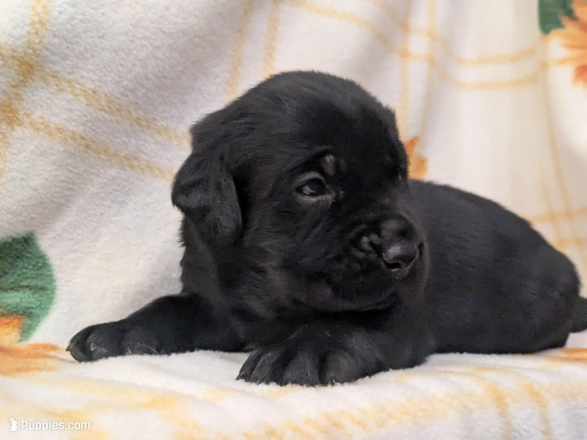 Harriot, a male Labrador Retriever for sale in Canon City, CO – 3 of 8