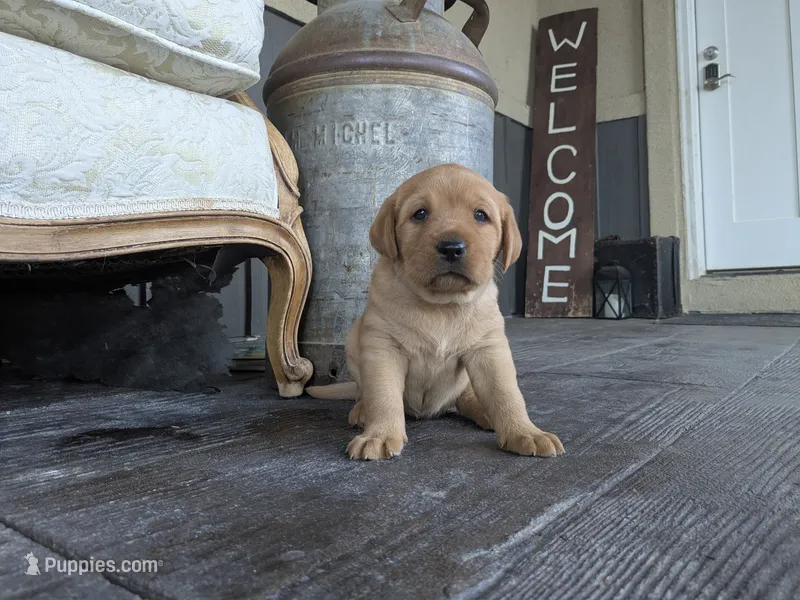 Aurora – Labrador Retriever puppy for sale in Canon City, CO