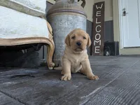 Aurora, a female Labrador Retriever for sale in Canon City, CO – 1 of 5