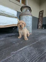 Rifle, a male Labrador Retriever for sale in Canon City, CO – 2 of 5