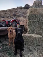 Siegfried, a male Labrador Retriever for sale in Canon City, CO – Photo 4 of 6