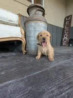 Clifford, a male Labrador Retriever for sale in Canon City, CO – 2 of 5