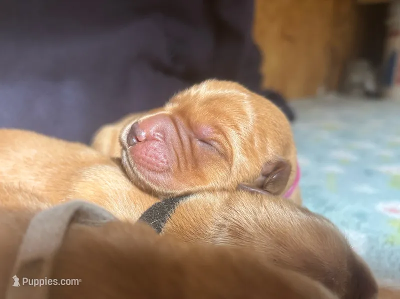 Aurora – Labrador Retriever puppy for sale in Canon City, CO