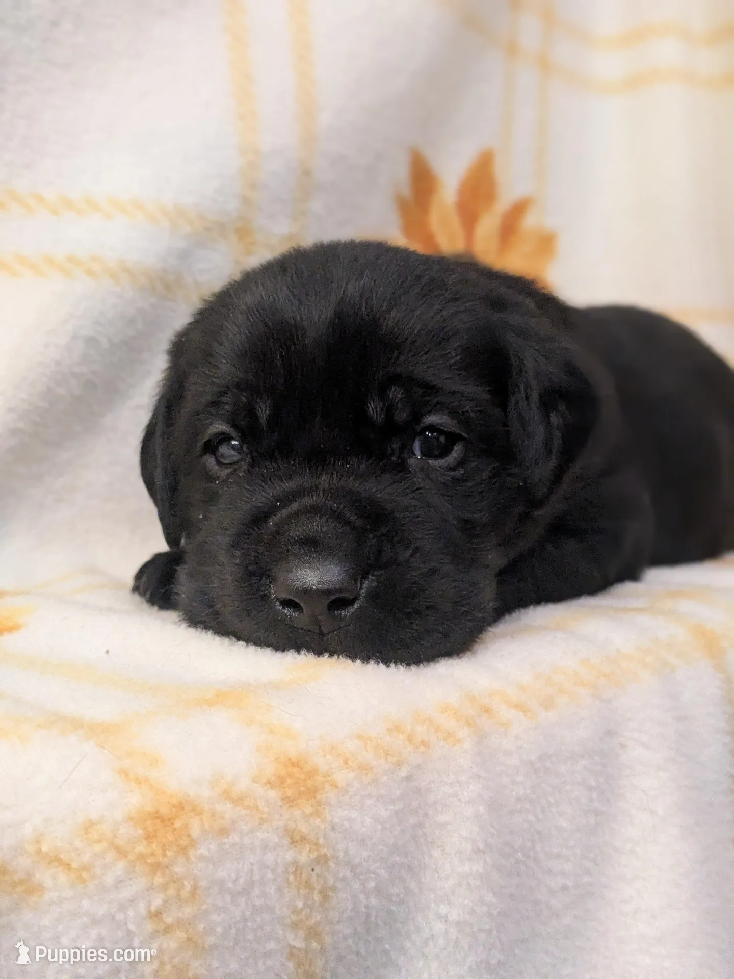 Harriot, a male Labrador Retriever for sale in Canon City, CO – 2 of 8
