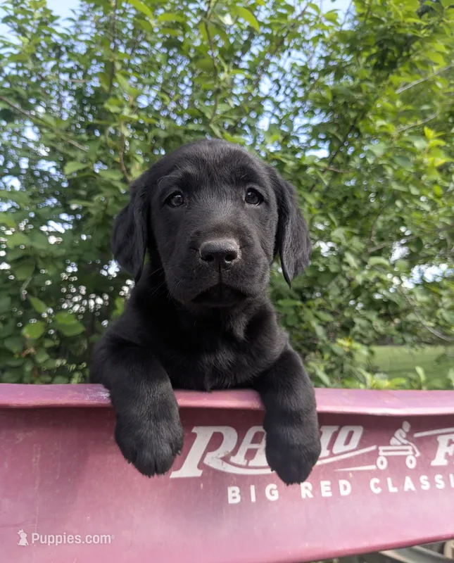 Jenny – Labrador Retriever puppy for sale in Canon City, CO